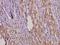 Dual Specificity Phosphatase 9 antibody, A07919-1, Boster Biological Technology, Immunohistochemistry paraffin image 