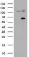 Zinc Finger Imprinted 2 antibody, TA501975S, Origene, Western Blot image 