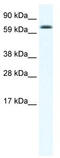 EBF Family Member 4 antibody, TA329590, Origene, Western Blot image 