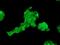 Angiotensinogen antibody, ab108334, Abcam, Immunofluorescence image 