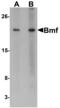 Bcl2 Modifying Factor antibody, 11001, QED Bioscience, Western Blot image 