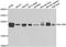 Biliverdin Reductase B antibody, A7260, ABclonal Technology, Western Blot image 