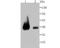 VPS26, Retromer Complex Component A antibody, A03951-1, Boster Biological Technology, Western Blot image 