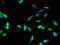 Betaine--Homocysteine S-Methyltransferase 2 antibody, A64140-100, Epigentek, Immunofluorescence image 