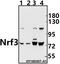 Nuclear Factor, Erythroid 2 Like 3 antibody, A09888-1, Boster Biological Technology, Western Blot image 