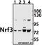 Nuclear factor erythroid 2-related factor 3 antibody, A09888-1, Boster Biological Technology, Western Blot image 