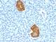 Insulin antibody, NBP2-45107, Novus Biologicals, Immunohistochemistry frozen image 