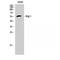 Angiopoietin 1 antibody, LS-C387136, Lifespan Biosciences, Western Blot image 