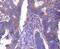 ADP Ribosylation Factor 1 antibody, NBP2-67739, Novus Biologicals, Immunohistochemistry paraffin image 