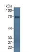 Glomulin, FKBP Associated Protein antibody, LS-C374809, Lifespan Biosciences, Western Blot image 