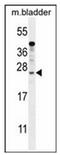 SHSL1 antibody, AP52355PU-N, Origene, Western Blot image 