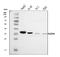 Neuroguidin antibody, A10259-1, Boster Biological Technology, Western Blot image 