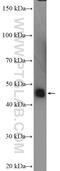 Serpin Family A Member 6 antibody, 12010-1-AP, Proteintech Group, Western Blot image 