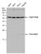 Autophagy Related 12 antibody, PA5-32180, Invitrogen Antibodies, Western Blot image 