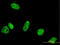 Peptidylprolyl Isomerase G antibody, LS-C133584, Lifespan Biosciences, Immunofluorescence image 