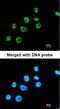 PAX8C antibody, orb73940, Biorbyt, Immunocytochemistry image 