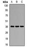 Agmatinase antibody, LS-C668421, Lifespan Biosciences, Western Blot image 