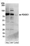 Pyridoxal Dependent Decarboxylase Domain Containing 1 antibody, A304-889A, Bethyl Labs, Western Blot image 