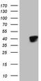 Krueppel-like factor 2 antibody, TA806991, Origene, Western Blot image 