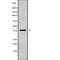 MAGE Family Member B3 antibody, PA5-67683, Invitrogen Antibodies, Western Blot image 