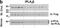 Phospholipase A2 Group VI antibody, NBP1-81586, Novus Biologicals, Western Blot image 