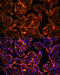Ectonucleoside Triphosphate Diphosphohydrolase 1 antibody, 19-156, ProSci, Immunofluorescence image 