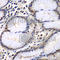 Proteasome Subunit Beta 2 antibody, A5483, ABclonal Technology, Immunohistochemistry paraffin image 