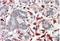 CXXC Finger Protein 4 antibody, AP32075PU-N, Origene, Immunohistochemistry frozen image 