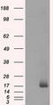 NME/NM23 Nucleoside Diphosphate Kinase 4 antibody, TA501115, Origene, Western Blot image 