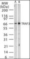 CRAF1 antibody, orb95366, Biorbyt, Western Blot image 