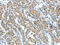 Cytoskeleton Associated Protein 4 antibody, CSB-PA378255, Cusabio, Immunohistochemistry paraffin image 