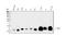 G Protein Subunit Gamma 2 antibody, A06975-1, Boster Biological Technology, Western Blot image 