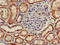 Pancreatic Lipase Related Protein 2 (Gene/Pseudogene) antibody, LS-C679083, Lifespan Biosciences, Immunohistochemistry paraffin image 