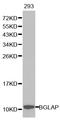 BGP antibody, abx001288, Abbexa, Western Blot image 