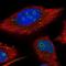 PLU-1 antibody, NBP1-84352, Novus Biologicals, Immunofluorescence image 