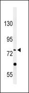 85 kDa calcium-independent phospholipase A2 antibody, PA5-26936, Invitrogen Antibodies, Western Blot image 