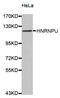 Heterogeneous Nuclear Ribonucleoprotein U antibody, abx002858, Abbexa, Western Blot image 