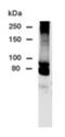 Dipeptidyl Peptidase Like 10 antibody, 28114, QED Bioscience, Western Blot image 