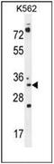 Pyrroline-5-Carboxylate Reductase 2 antibody, AP53529PU-N, Origene, Western Blot image 