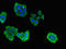 TAFI antibody, LS-C677585, Lifespan Biosciences, Immunofluorescence image 