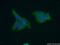 Carboxylesterase 3 antibody, 14587-1-AP, Proteintech Group, Immunofluorescence image 