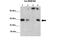 Heterogeneous Nuclear Ribonucleoprotein A0 antibody, 29-394, ProSci, Immunoprecipitation image 