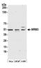 RNA methyltransferase-like protein 1 antibody, A305-874A-M, Bethyl Labs, Western Blot image 