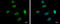 Sp1 Transcription Factor antibody, GTX103031, GeneTex, Immunocytochemistry image 