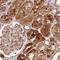 RFXK antibody, NBP2-13225, Novus Biologicals, Immunohistochemistry frozen image 