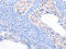 Thrombospondin 1 antibody, CSB-PA206082, Cusabio, Immunohistochemistry frozen image 