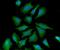Synuclein Alpha antibody, NBP1-04321, Novus Biologicals, Immunofluorescence image 