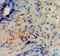 Actin Alpha 2, Smooth Muscle antibody, 710487, Invitrogen Antibodies, Immunohistochemistry paraffin image 