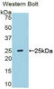 Sclerostin Domain Containing 1 antibody, LS-C296335, Lifespan Biosciences, Western Blot image 