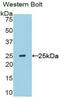 Sclerostin domain-containing protein 1 antibody, LS-C296335, Lifespan Biosciences, Western Blot image 